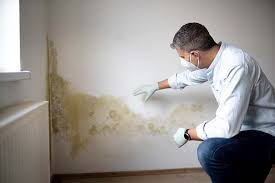 Reliable Montague, MI Mold Removal Services Solutions